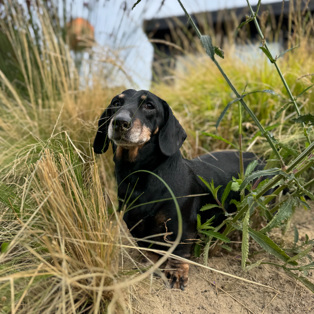 Designing with Sand and Sea in Mind...