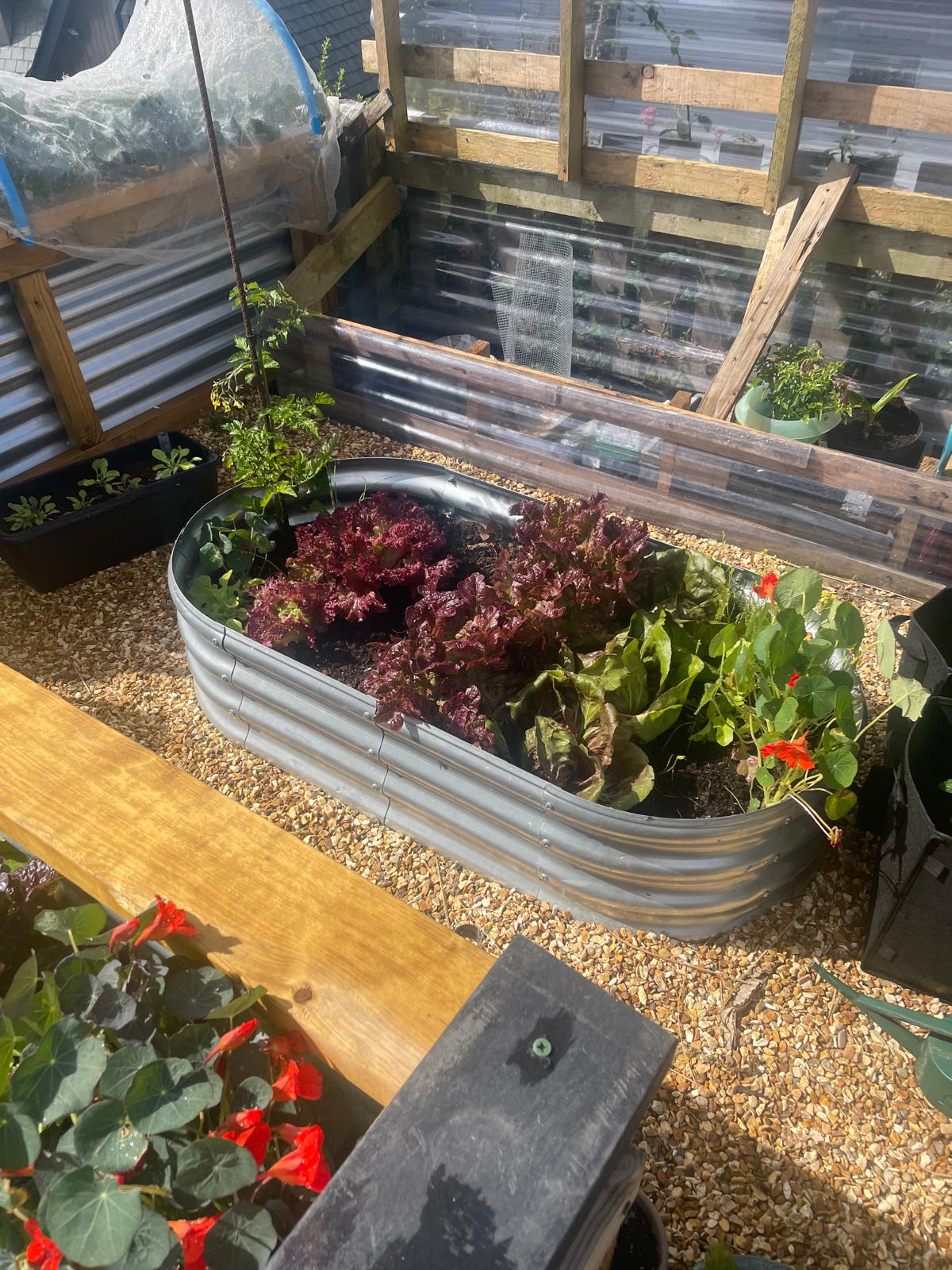 The Veg Patch