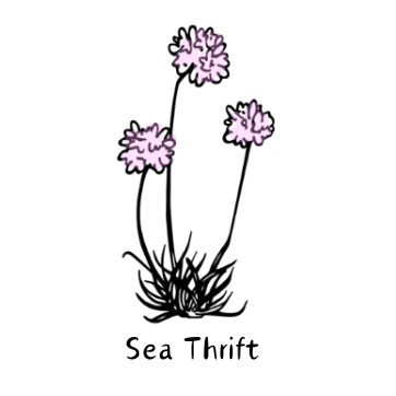 Sea Thrift Garden